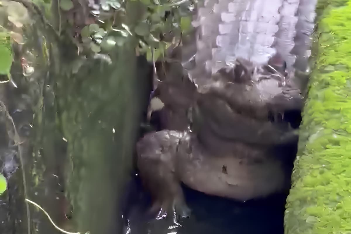 VIDEOS: Avistaron un caimán en un canal de desagüe de El Hatillo