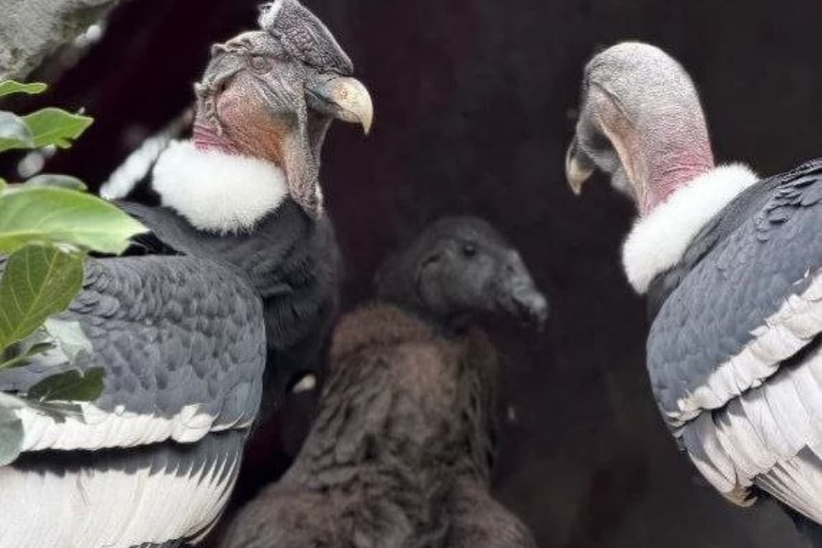 El cóndor andino, una especie que estuvo en peligro de extinción, reaparece en los cielos merideños